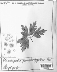 Urocystis anemones image